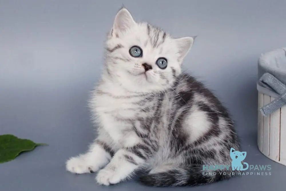 Una British Shorthair female black silver tabby live animals