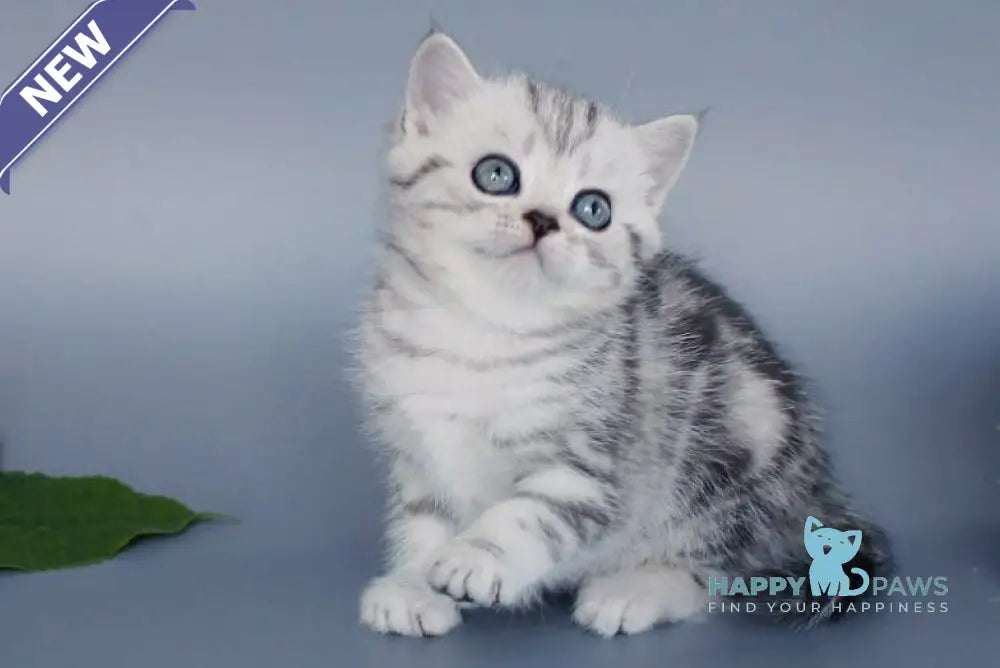 Una British Shorthair female black silver tabby live animals