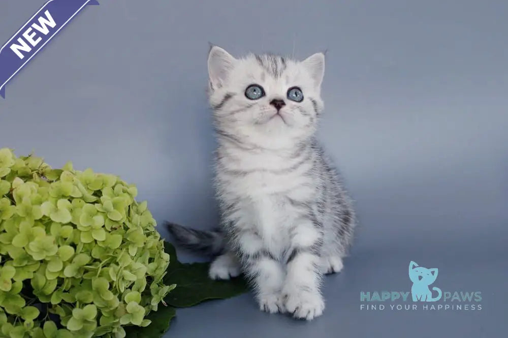 Una British Shorthair female black silver tabby live animals