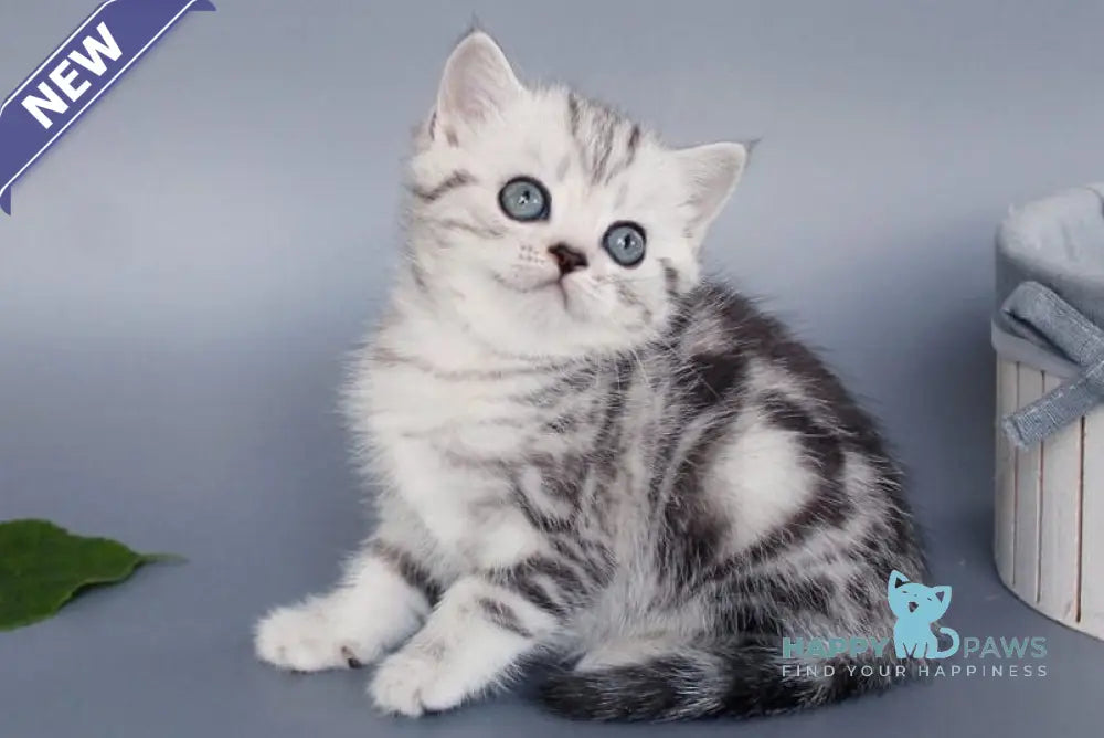 Una British Shorthair female black silver tabby live animals