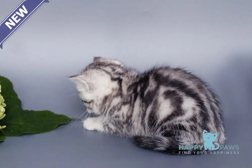 Una British Shorthair female black silver tabby live animals
