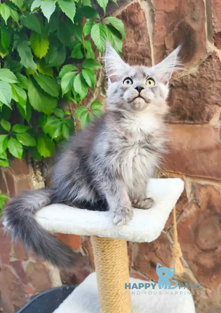 Una Maine Coon female black silver live animals