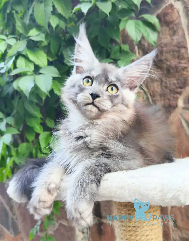 Una Maine Coon female black silver live animals