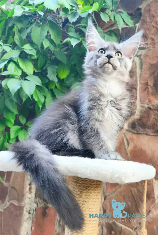 Una Maine Coon female black silver live animals