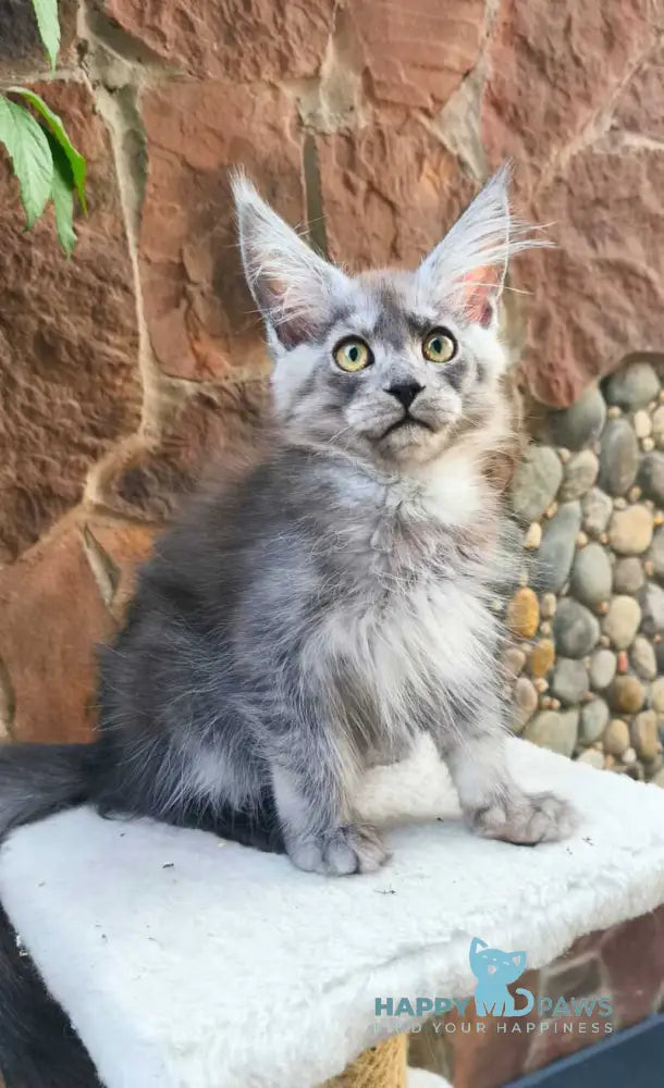 Una Maine Coon female black silver live animals