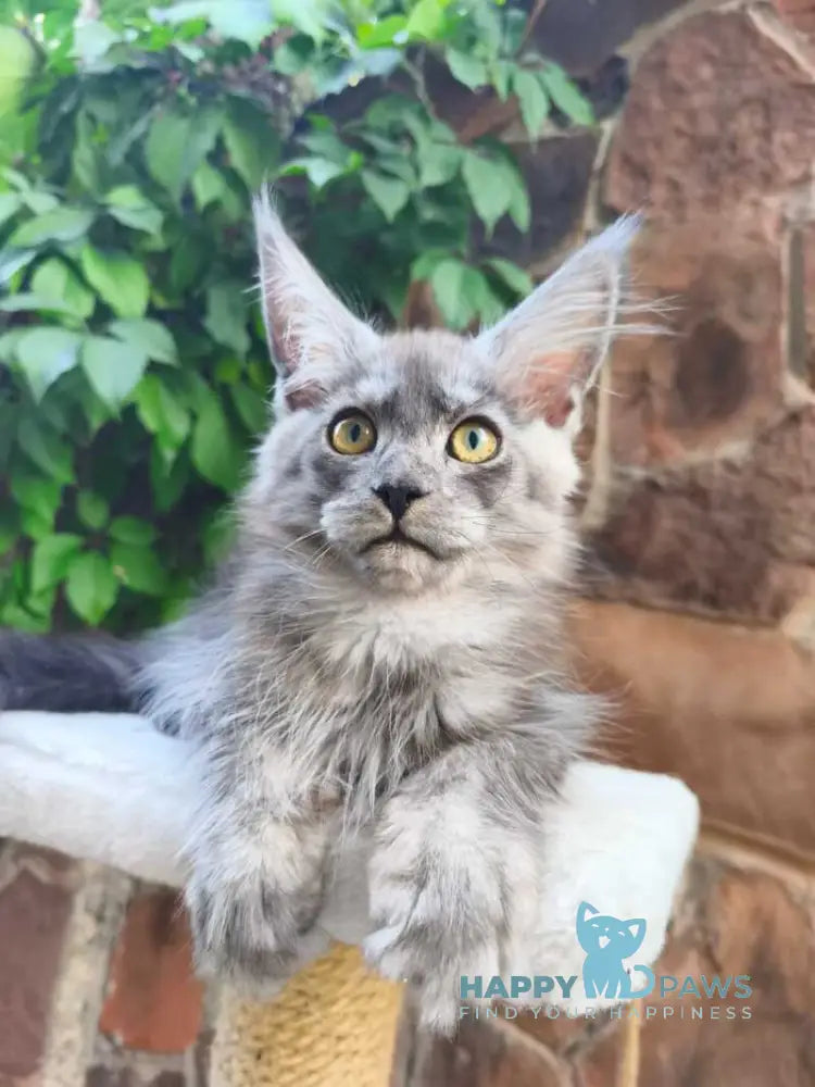 Una Maine Coon female black silver live animals