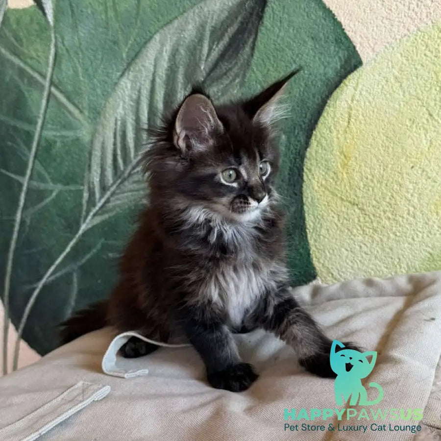 Una Maine Coon female black ticked tabby - live animals