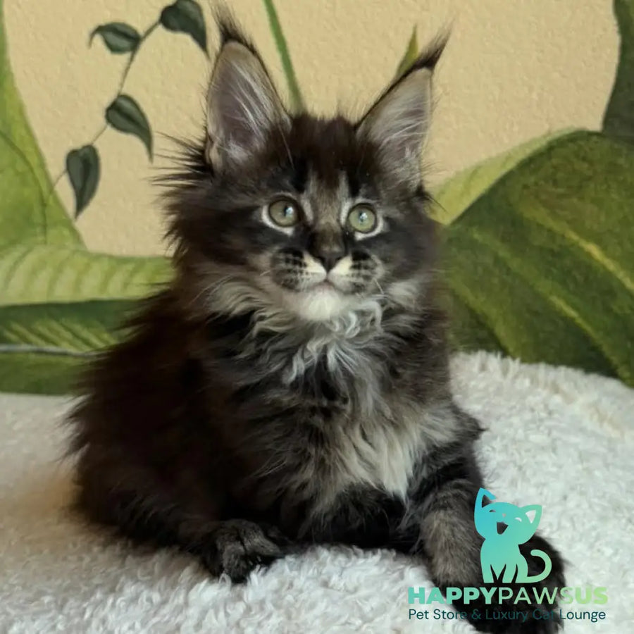 Una Maine Coon female black ticked tabby - live animals