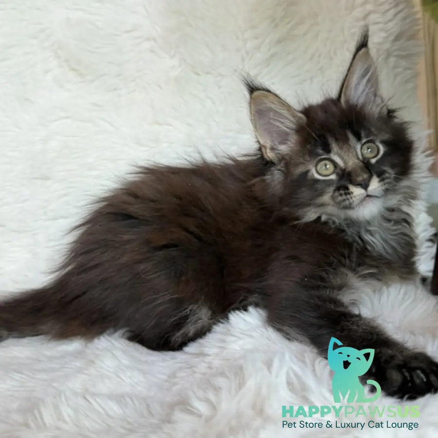 Una Maine Coon female black ticked tabby - live animals