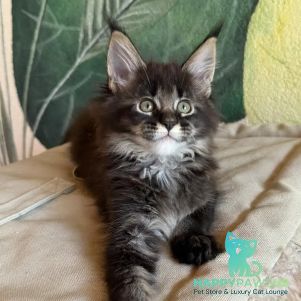 Una Maine Coon female black ticked tabby - live animals