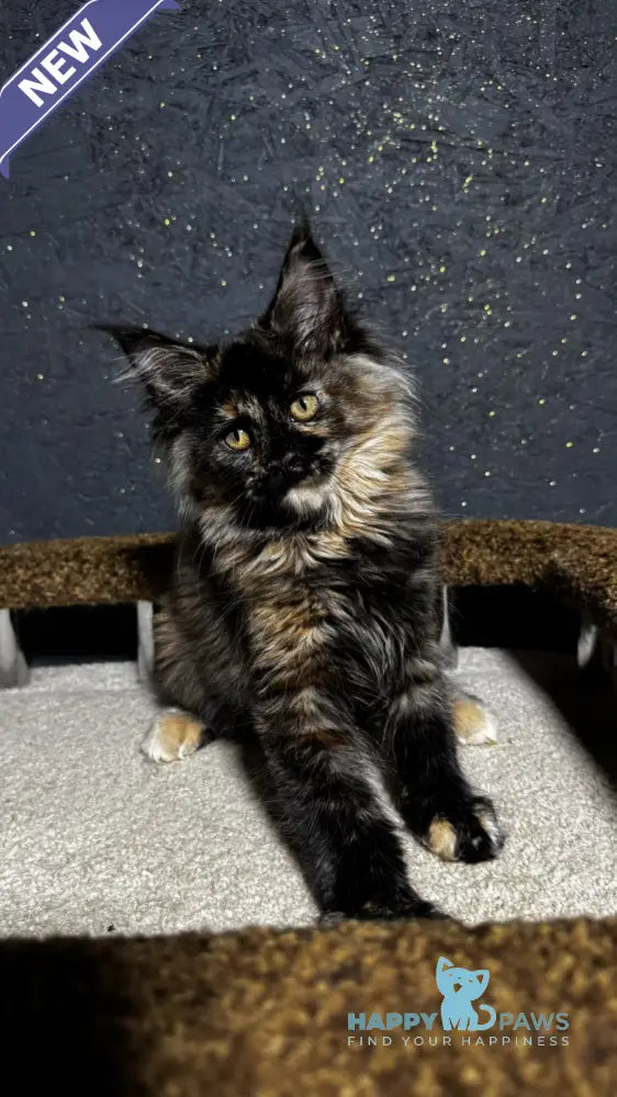 Una Maine Coon female black tortie live animals