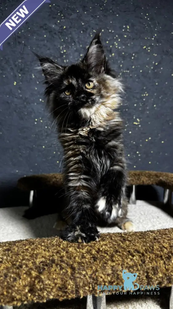 Una Maine Coon female black tortie live animals