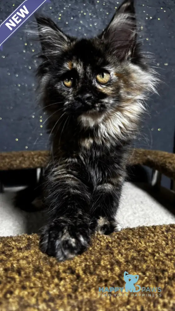 Una Maine Coon female black tortie live animals