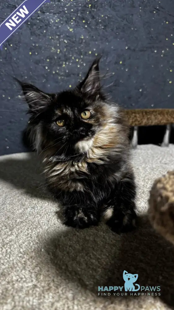 Una Maine Coon female black tortie live animals