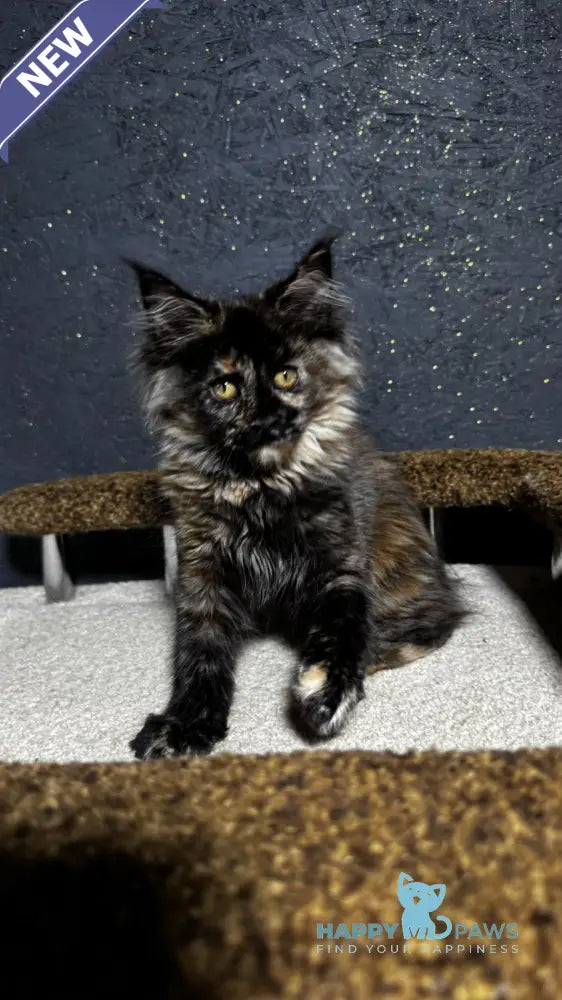 Una Maine Coon female black tortie live animals