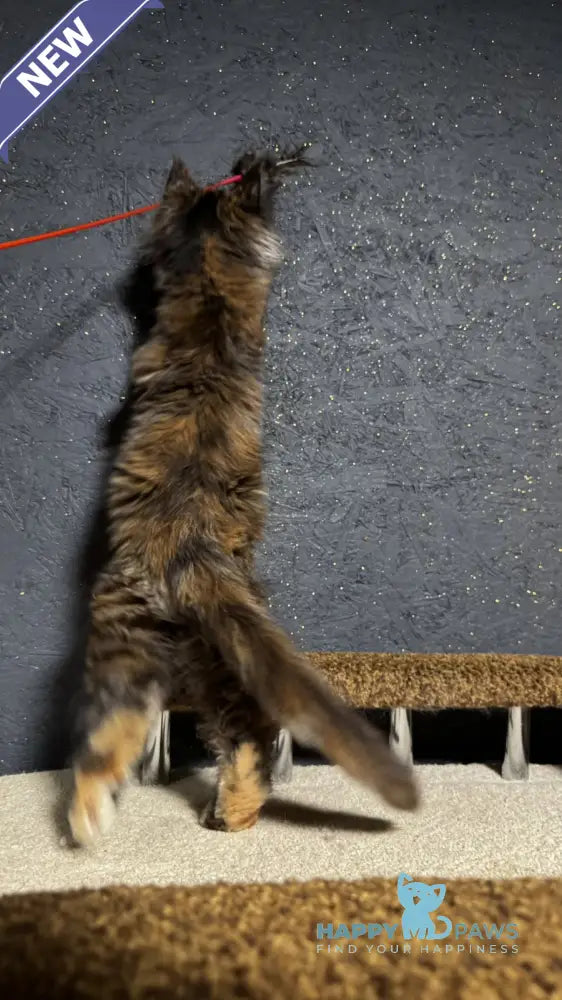 Una Maine Coon female black tortie live animals
