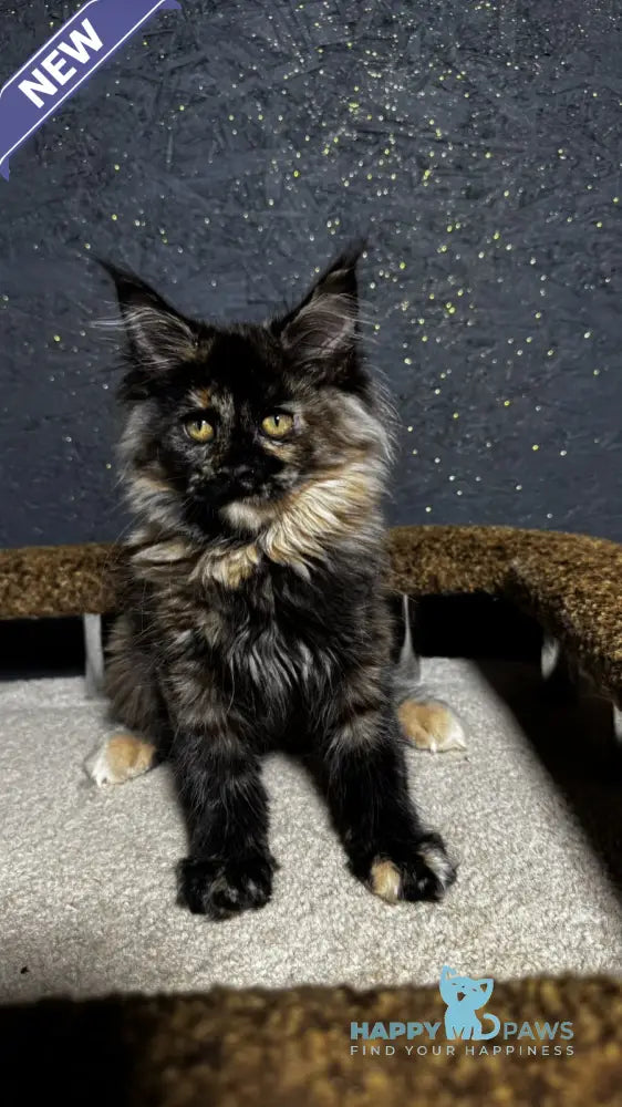 Una Maine Coon female black tortie live animals