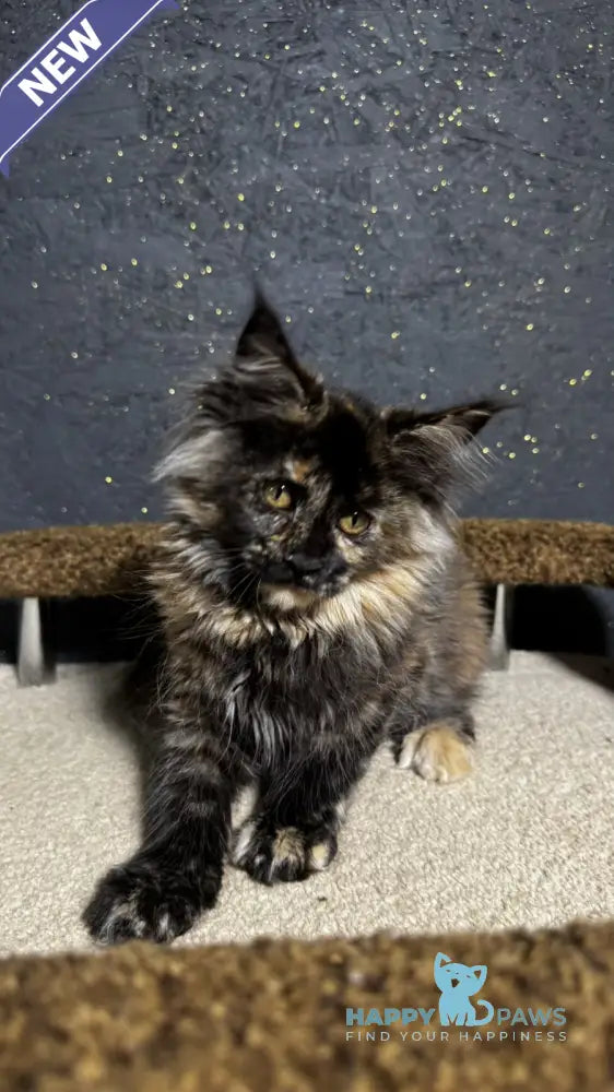 Una Maine Coon female black tortie live animals