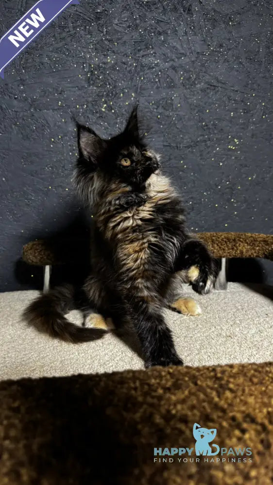Una Maine Coon female black tortie live animals