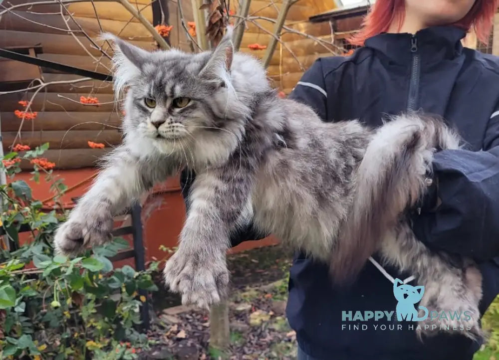 Una Maine Coon polydactyl female black silver tabby live animals