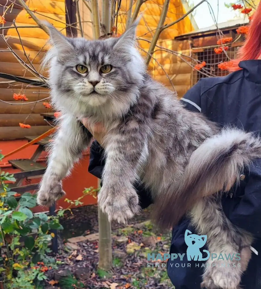 Undina Maine Coon polydactyl female black silver tabby live animals