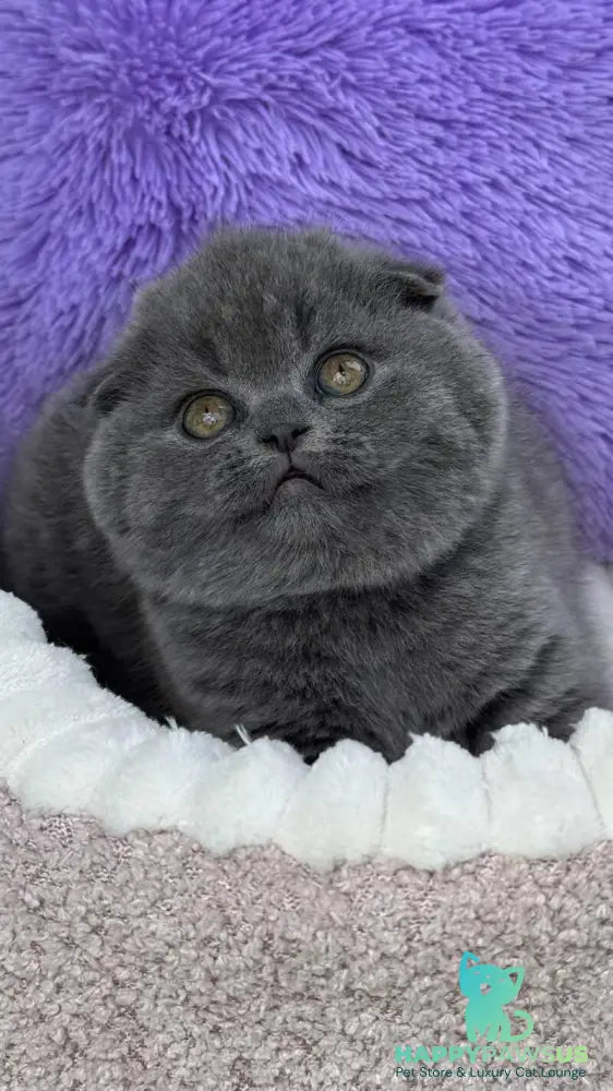 Una Scottish Fold female blue - live animals