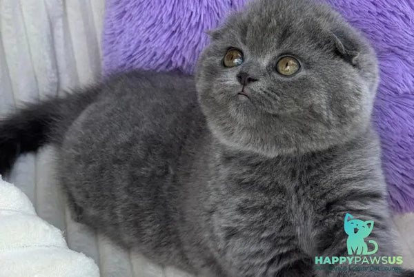 Una Scottish Fold female blue - live animals
