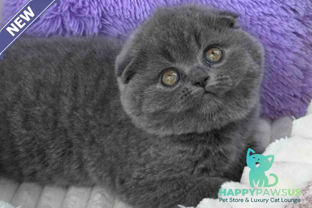 Una Scottish Fold female blue - live animals