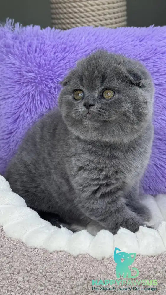 Una Scottish Fold female blue - live animals