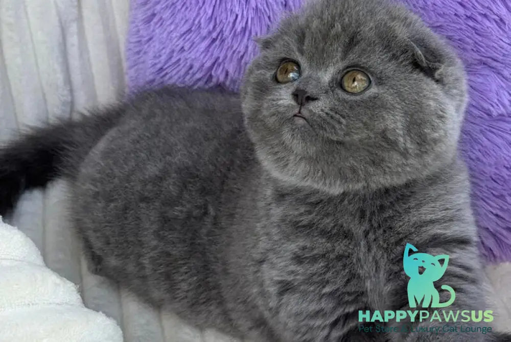 Una Scottish Fold female blue - live animals