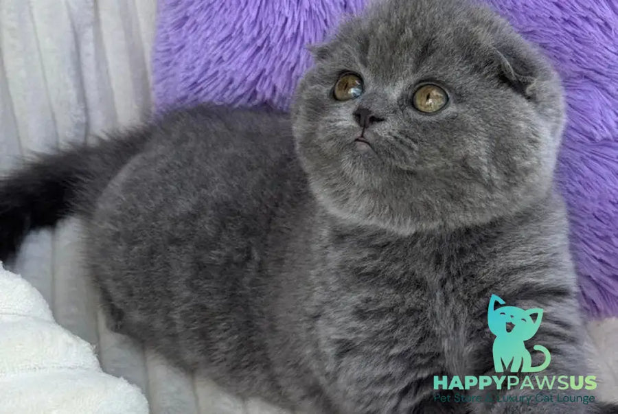 Una Scottish Fold female blue - live animals