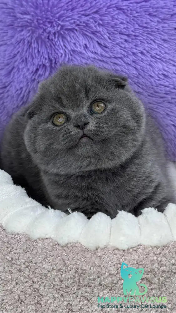 Una Scottish Fold female blue - live animals
