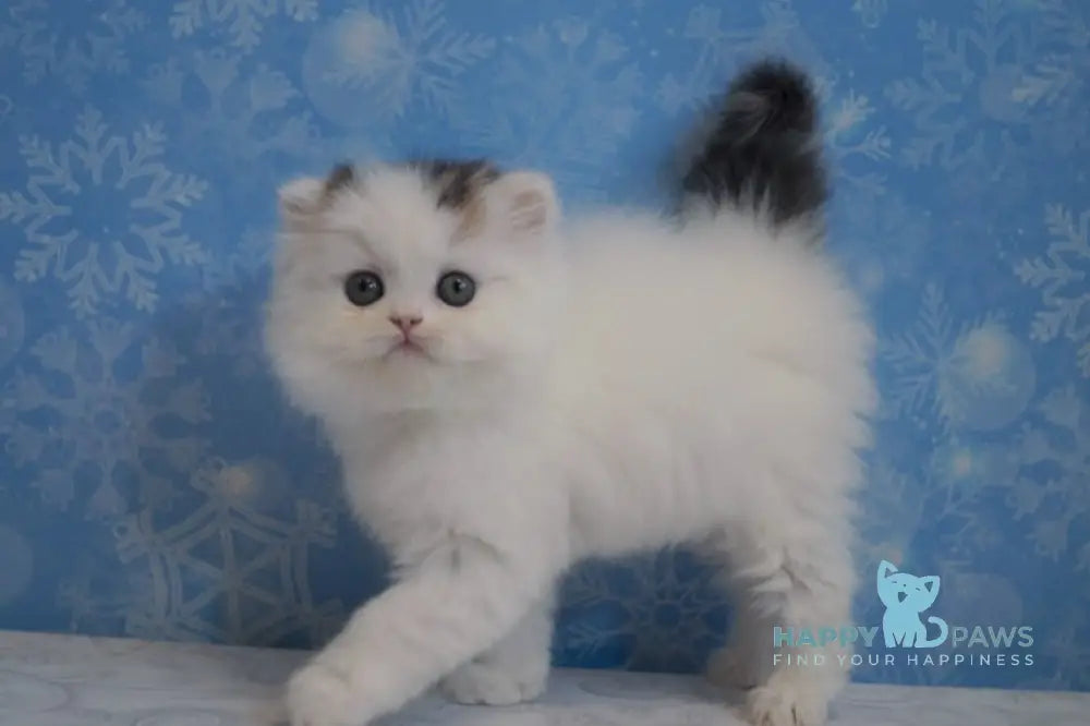 Una Scottish Straight female black tabby van live animals