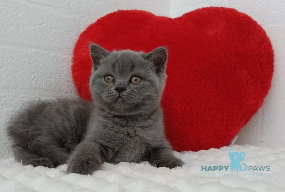 Una Scottish Straight female blue live animals