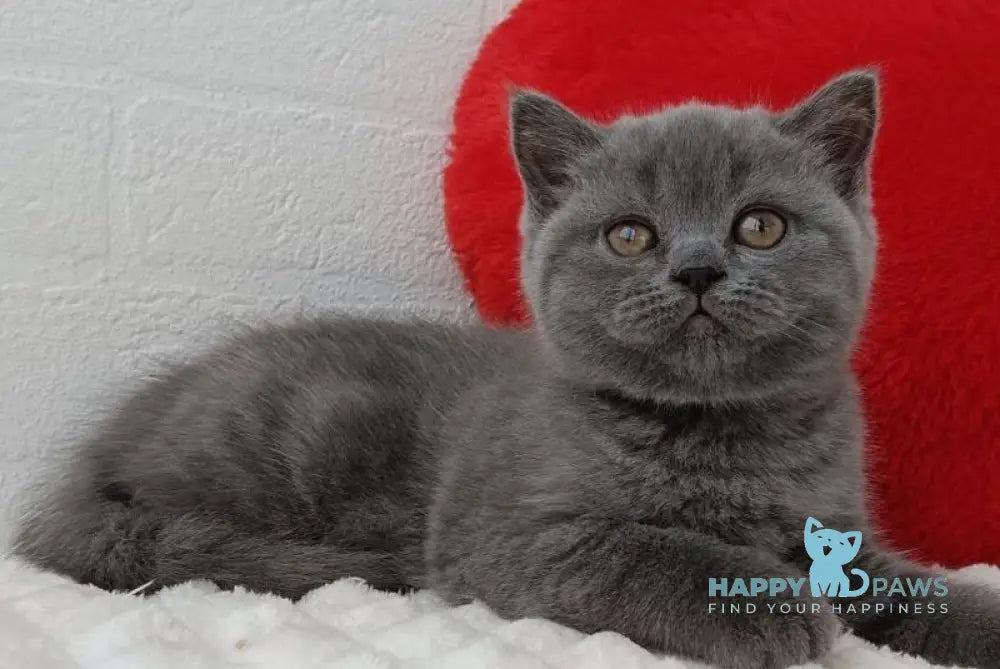 Una Scottish Straight female blue live animals