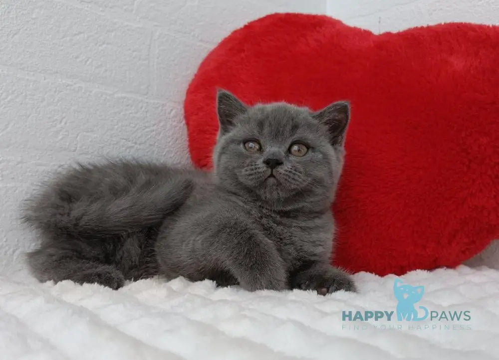 Una Scottish Straight female blue live animals