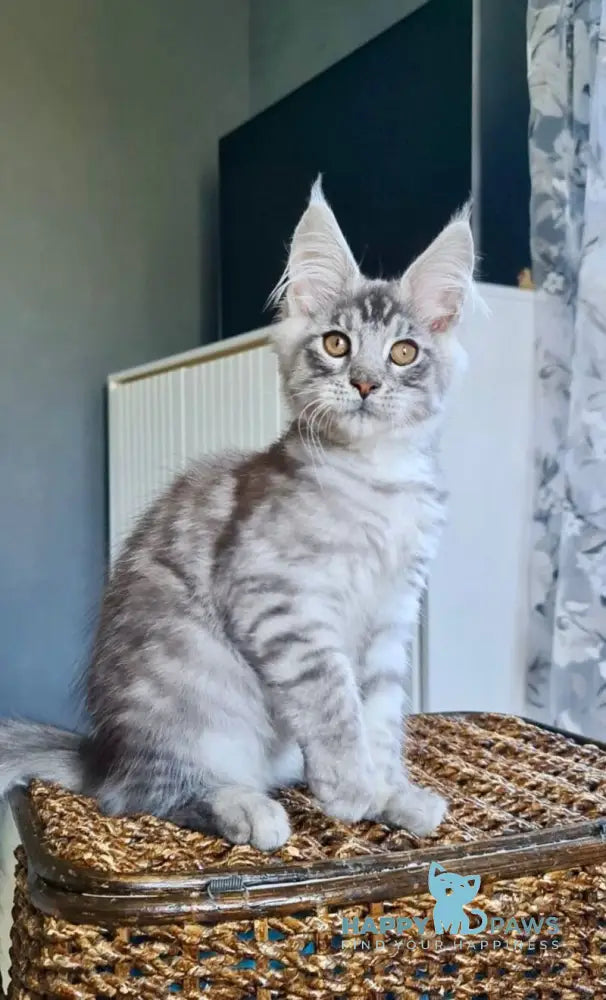 Unash Maine Coon male black silver spotted tabby live animals