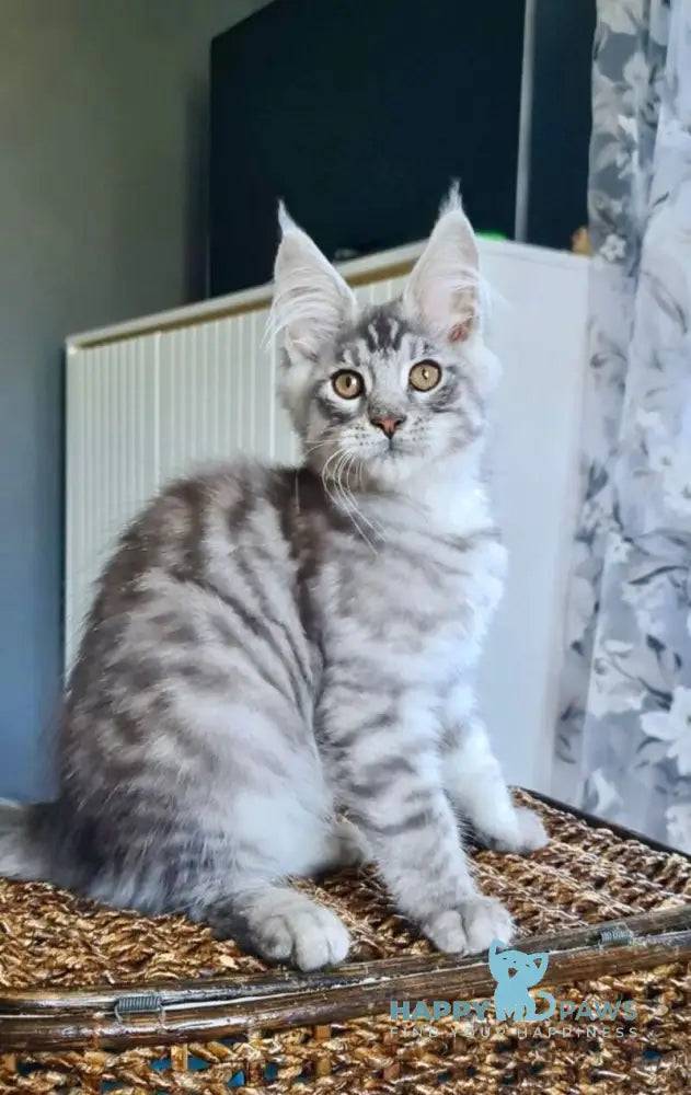 Unash Maine Coon male black silver spotted tabby live animals