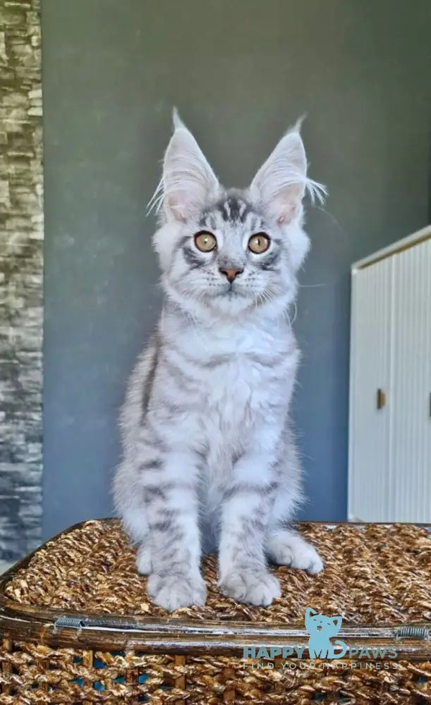Unash Maine Coon male black silver spotted tabby live animals