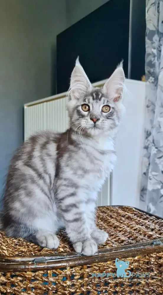 Unash Maine Coon male black silver spotted tabby live animals