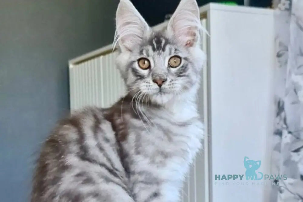 Unash Maine Coon male black silver spotted tabby live animals