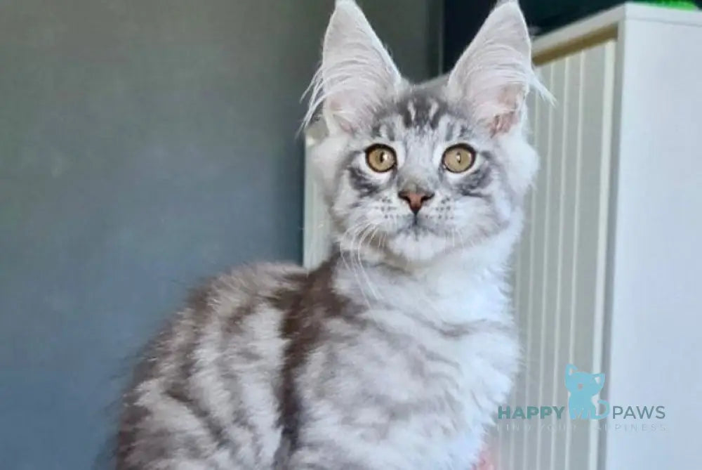 Unash Maine Coon male black silver spotted tabby live animals
