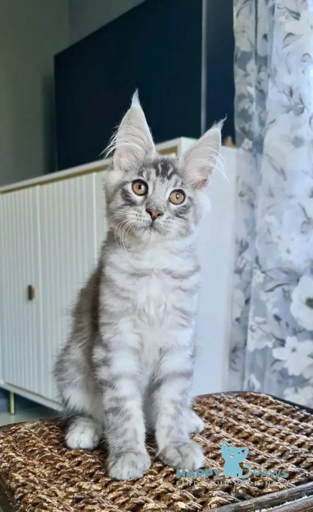 Unash Maine Coon male black silver spotted tabby live animals