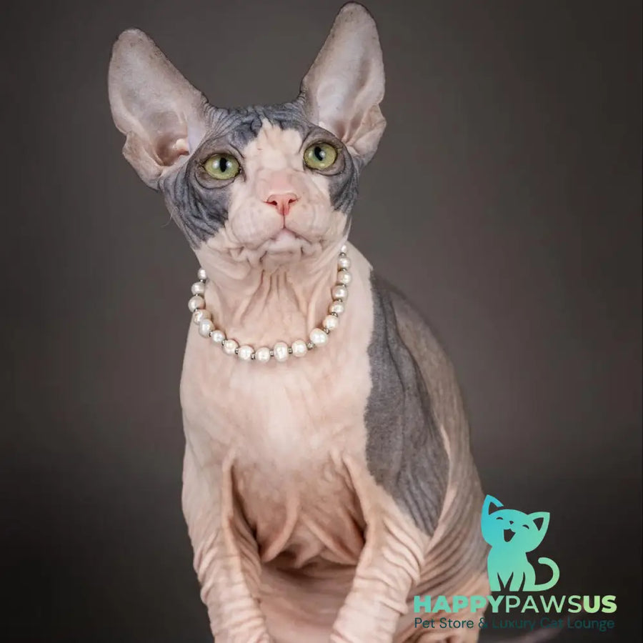 Undina Don Sphynx female black bicolour - live animals