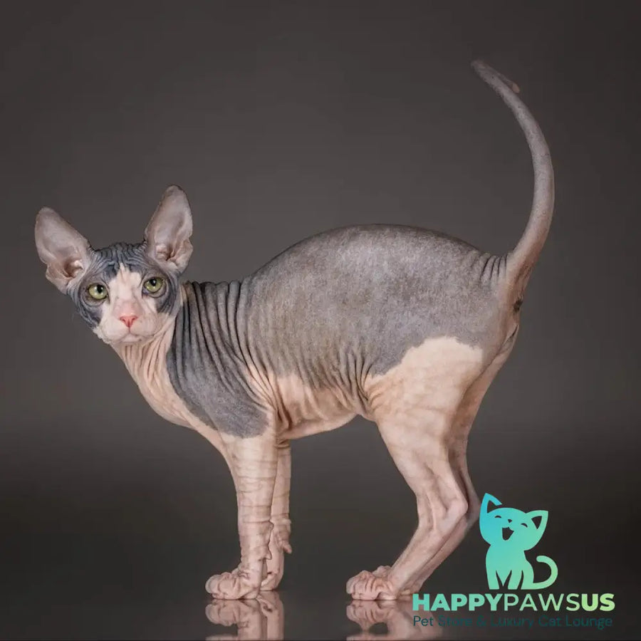 Undina Don Sphynx female black bicolour - live animals