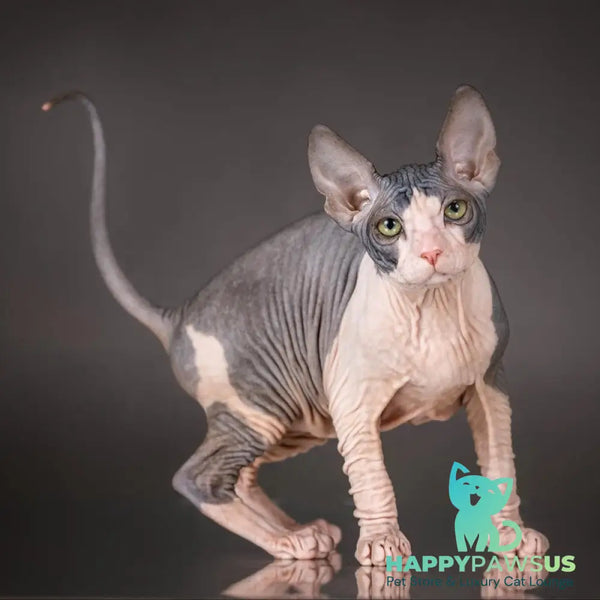 Undina Don Sphynx female black bicolour - live animals