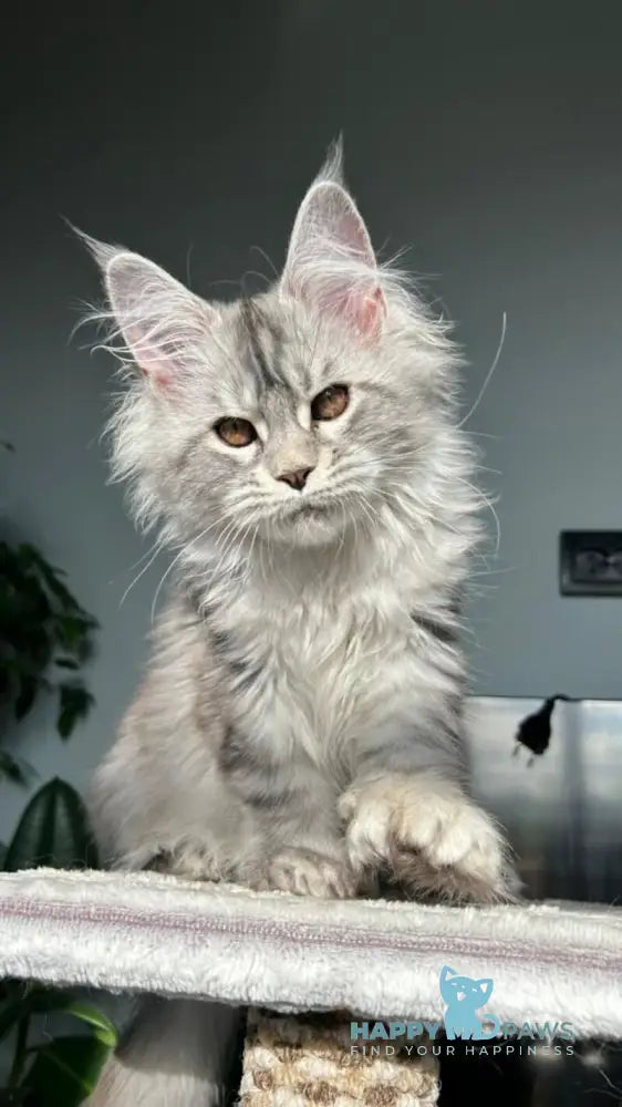 Undina Maine Coon polydactyl female black silver tabby live animals