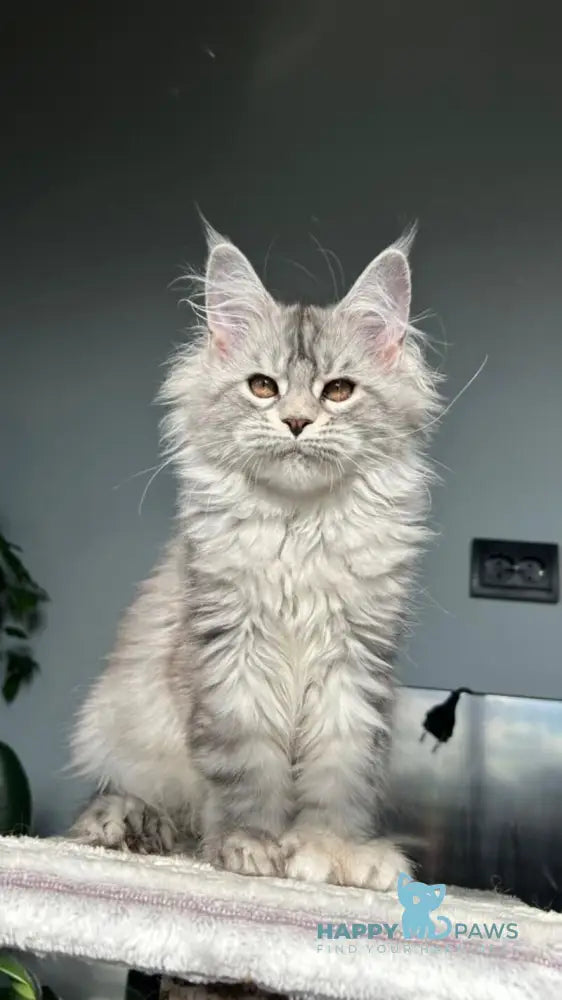 Undina Maine Coon polydactyl female black silver tabby live animals