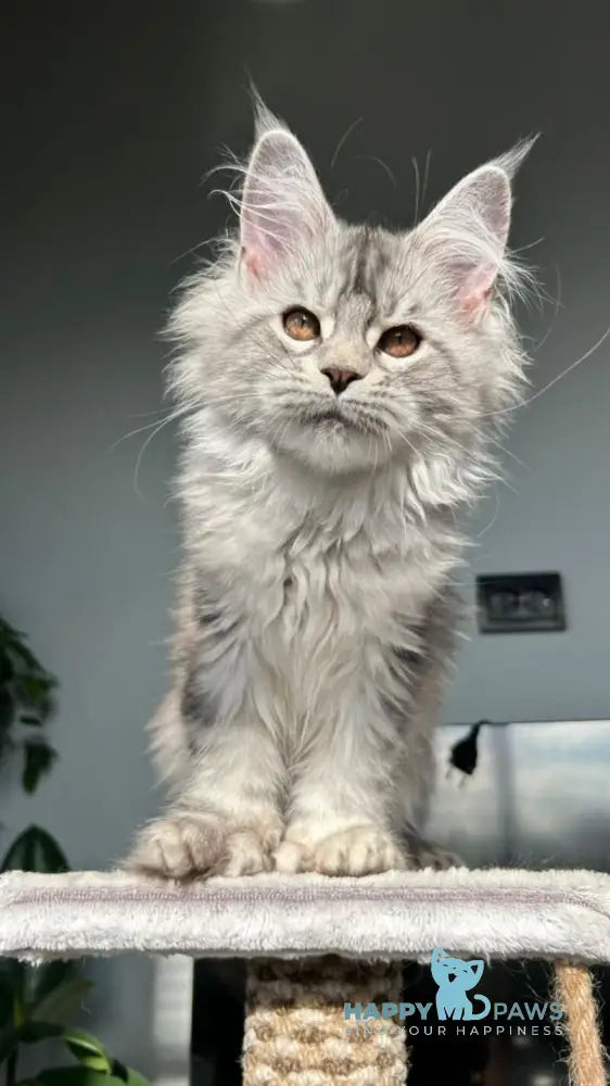 Undina Maine Coon polydactyl female black silver tabby live animals