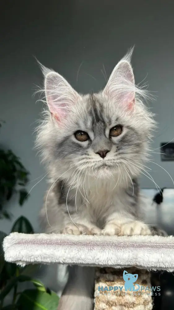 Undina Maine Coon polydactyl female black silver tabby live animals